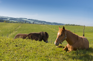 Pferde auf Weide